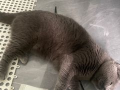 -创凡宠物医院·骨专科  猫科中心(西乡分院)