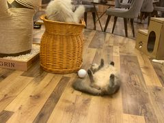 -袖虎·猫馆(体育西路店)