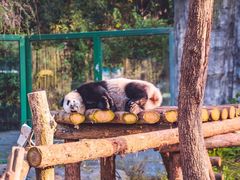 -石家庄市动物园