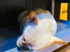 -more than meow吴止猫主题餐厅(承德 中船汇店)