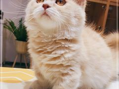 -山宅一喵德文卷毛猫舍