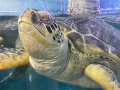 -烟台海昌鲸鲨海洋公园