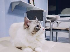 -喵的天空名猫咖啡馆·撸猫·猫舍·用品