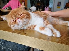 -平行世界·猫咖(首经贸店)