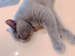 -柚子猫舍·精品猫舍购猫·猫咪认养·购宠·宠物店