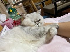 -关爱宠物医院·猫科中心·消化科(滨湖万达分院)