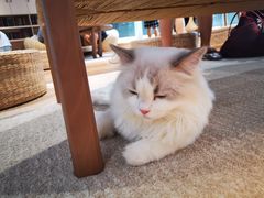 -瞄一喵猫咖(格力海岸店)