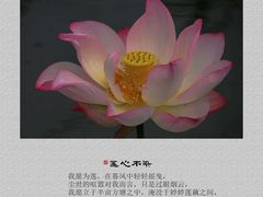 -陈家山荷花公园