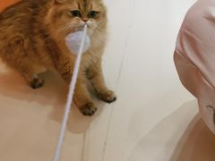 -三花喵·撸猫购宠·宠物生活馆(虹桥南丰城店)