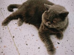 -猫域·湾主题猫咖·宠物吧(南坪城市广场店)