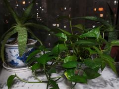 -刘胖娃鱼庄·特色肥肠鱼(杨家坪店)