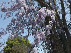 -桃园农庄·桃源宴