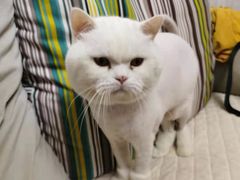 -萌兽医馆·眼科·异宠专科(三里屯店)