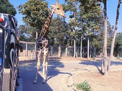 -清迈夜间动物园