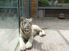 -西霞口神雕山野生动物世界