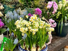 -双季花艺园艺市场(浦东店)