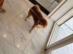 -艾吉宠物医院·疑难杂症转诊中心·猫友好(碧江路院)