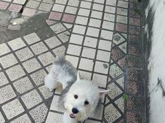-安安宠医宠物医院·异宠·犬猫内科(岳阳分院)
