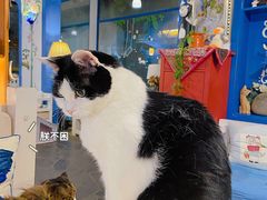 -Anne猫窝咖啡屋