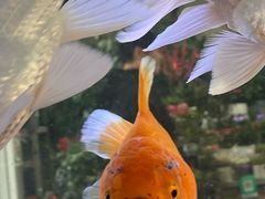 -山东柏宁水族批发广场