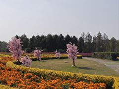 -金卉庄园