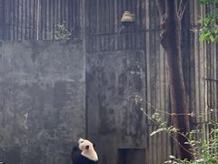 -熊猫厨房