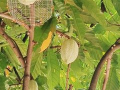 -Belice Chocolate Kingdom