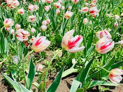 -长春公园(普阳街道)