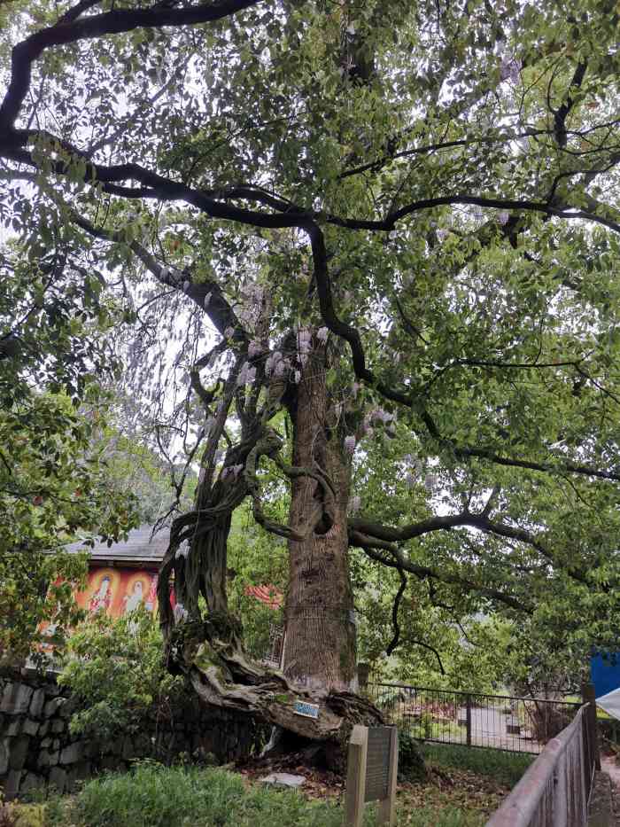 苏州罗汉寺-"2019年9月15日中午12点从有乐居民."-大众点评移动版