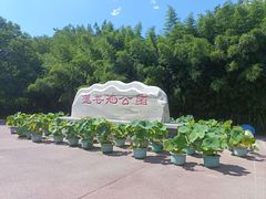 -莲花池公园