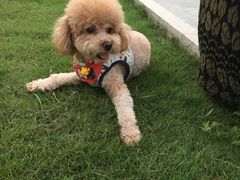 -菲丽丝宠物医院·24小时·猫科中心·免疫点(淮海分院)