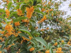 -太平天国侍王府