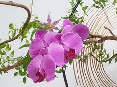 -荷兰布尔玛国际花艺学院