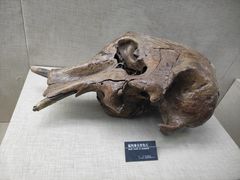 -呼伦贝尔民族博物馆