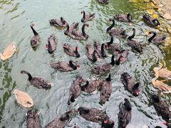 -长白岛森林公园