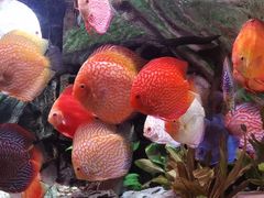 -上海海洋水族馆
