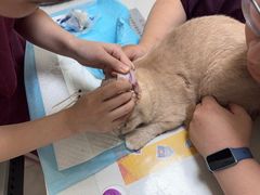 -纳吉亚猫专科动物医院博雅分院