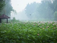 -滕州微山湖红荷湿地景区