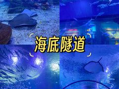 -海合安武汉极地海洋公园