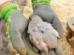 -怪兽屋·羊驼·猫咖·狗咖(俊华广场店)