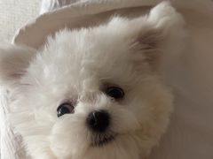 -心仪动物医院·牙专科·肿瘤·心脏科(西客站院)