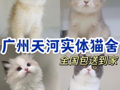 -lincat·猫舍(广州店)