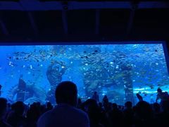 -哈尔滨波塞冬海底世界
