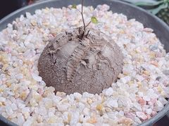 -李村大集