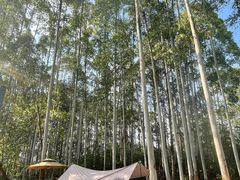 -桉树林A coffee 森林餐厅(三圣乡店)