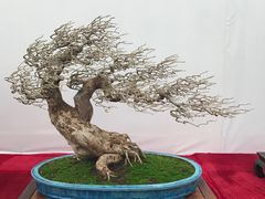 -重庆市江北嘴中央商务区中央公园