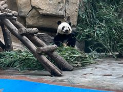 -成都动物园