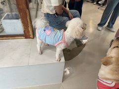 -共舞时光猫咖·狗咖(新街口店)