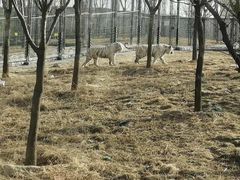 -太原动物园