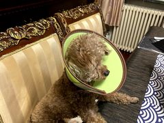 -宠爱国际动物医院· 猫科· 外科·中兽医(长白店)